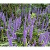 Online Orchards 1 gal. Big Blue Lily Turf Flowering Shrub with Abundant Blue Flower Spikes Rising Above Arching Grass Form (2-Pack)
