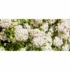 Online Orchards 1 gal. Aztec Pearl Mexican Orange Flowering Shrub with White Star Shaped Fragrant Blossoms (2-Pack)