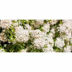 Online Orchards 1 gal. Aztec Pearl Mexican Orange Flowering Shrub with White Star Shaped Fragrant Blossoms (2-Pack)