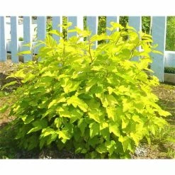 Online Orchards 1 Gal. Dart's Gold Ninebark Shrub -Online Orchards store online orchards bushes sbnb001 1f 1000