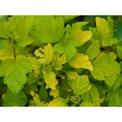 Online Orchards 1 Gal. Dart's Gold Ninebark Shrub -Online Orchards store online orchards bushes sbnb001 44 1000