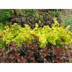 Online Orchards 1 Gal. Diabolo Ninebark Shrub -Online Orchards store online orchards bushes sbnb002 1f 1000