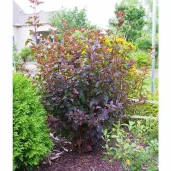 Online Orchards 1 Gal. Diabolo Ninebark Shrub -Online Orchards store online orchards bushes sbnb002 4f 1000
