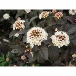 Online Orchards 1 Gal. Diabolo Ninebark Shrub