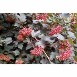 Online Orchards 1 Gal. Diabolo Ninebark Shrub -Online Orchards store online orchards bushes sbnb002 c3 1000