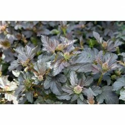 Online Orchards 1 Gal. Diabolo Ninebark Shrub -Online Orchards store online orchards bushes sbnb002 fa 1000