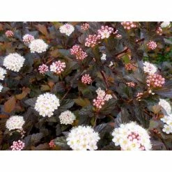 Online Orchards 1 Gal. Summer Wine Ninebark Shrub 9 Online Orchards 1 Gal. Summer Wine Ninebark Shrub -Online Orchards store online orchards bushes sbnb003 1f 1000