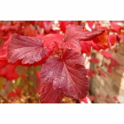 Online Orchards 1 Gal. Summer Wine Ninebark Shrub 10 Online Orchards 1 Gal. Summer Wine Ninebark Shrub -Online Orchards store online orchards bushes sbnb003 44 1000