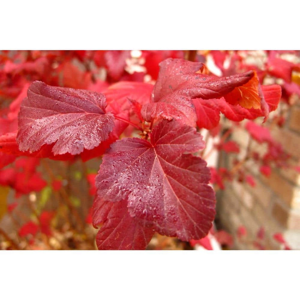 Online Orchards 1 Gal. Summer Wine Ninebark Shrub 5 Online Orchards 1 Gal. Summer Wine Ninebark Shrub - Image 5