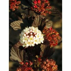 Online Orchards 1 Gal. Summer Wine Ninebark Shrub 8 Online Orchards 1 Gal. Summer Wine Ninebark Shrub -Online Orchards store online orchards bushes sbnb003 4f 1000