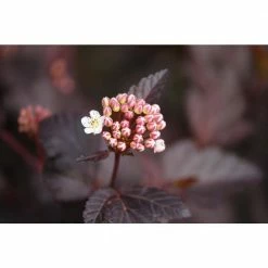 Online Orchards 1 Gal. Summer Wine Ninebark Shrub 11 Online Orchards 1 Gal. Summer Wine Ninebark Shrub -Online Orchards store online orchards bushes sbnb003 fa 1000