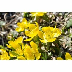 Online Orchards 1 Gal. Gold Drop Potentilla Shrub Beautiful Dwarf Shrub Lights Up with Profuse Golden Blossoms -Online Orchards store online orchards bushes sbpt001 1f 1000