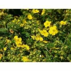 Online Orchards 1 Gal. Gold Drop Potentilla Shrub Beautiful Dwarf Shrub Lights Up with Profuse Golden Blossoms -Online Orchards store online orchards bushes sbpt001 44 1000