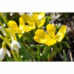 Online Orchards 1 Gal. Gold Drop Potentilla Shrub Beautiful Dwarf Shrub Lights Up with Profuse Golden Blossoms