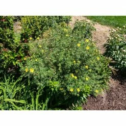 Online Orchards 1 Gal. Gold Drop Potentilla Shrub Beautiful Dwarf Shrub Lights Up with Profuse Golden Blossoms -Online Orchards store online orchards bushes sbpt001 76 1000