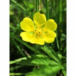Online Orchards 1 Gal. Gold Drop Potentilla Shrub Beautiful Dwarf Shrub Lights Up with Profuse Golden Blossoms -Online Orchards store online orchards bushes sbpt001 c3 1000