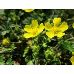 Online Orchards 1 Gal. Gold Drop Potentilla Shrub Beautiful Dwarf Shrub Lights Up with Profuse Golden Blossoms -Online Orchards store online orchards bushes sbpt001 fa 1000