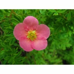 Online Orchards 1 Gal. Pink Beauty Potentilla Shrub Numerous Rose Pink Flowers Add a Simple and Beautiful Depth to Landscapes -Online Orchards store online orchards bushes sbpt002 1f 1000
