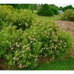 Online Orchards 1 Gal. Pink Beauty Potentilla Shrub Numerous Rose Pink Flowers Add a Simple and Beautiful Depth to Landscapes -Online Orchards store online orchards bushes sbpt002 44 1000