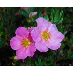 Online Orchards 1 Gal. Pink Beauty Potentilla Shrub Numerous Rose Pink Flowers Add a Simple and Beautiful Depth to Landscapes