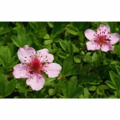 Online Orchards 1 Gal. Pink Beauty Potentilla Shrub Numerous Rose Pink Flowers Add a Simple and Beautiful Depth to Landscapes -Online Orchards store online orchards bushes sbpt002 76 1000