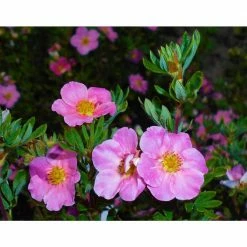Online Orchards 1 Gal. Pink Beauty Potentilla Shrub Numerous Rose Pink Flowers Add a Simple and Beautiful Depth to Landscapes -Online Orchards store online orchards bushes sbpt002 c3 1000