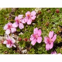 Online Orchards 1 Gal. Pink Beauty Potentilla Shrub Numerous Rose Pink Flowers Add a Simple and Beautiful Depth to Landscapes -Online Orchards store online orchards bushes sbpt002 fa 1000