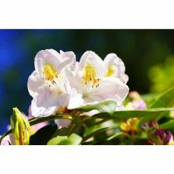 Online Orchards 1 Gal. Chionoides Rhododendron Shrub Bell Shaped Snowwhite Blossoms Blanket this Compact Shrub -Online Orchards store online orchards bushes sbrh001 1f 1000
