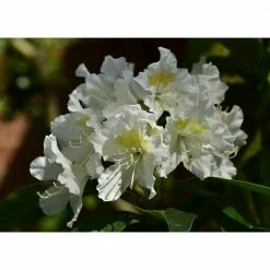 Online Orchards 1 Gal. Chionoides Rhododendron Shrub Bell Shaped Snowwhite Blossoms Blanket this Compact Shrub -Online Orchards store online orchards bushes sbrh001 76 1000