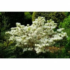 Online Orchards 1 Gal. Chionoides Rhododendron Shrub Bell Shaped Snowwhite Blossoms Blanket this Compact Shrub -Online Orchards store online orchards bushes sbrh001 fa 1000