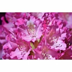 Online Orchards 1 Gal. PJM Compact Rhododendron Shrub Profuse Lavender Blossoms Light Up Across Green Foliage Very Cold Hardy -Online Orchards store online orchards bushes sbrh002 1f 1000