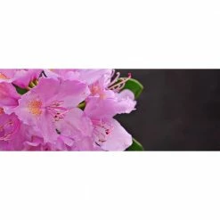 Online Orchards 1 Gal. PJM Compact Rhododendron Shrub Profuse Lavender Blossoms Light Up Across Green Foliage Very Cold Hardy -Online Orchards store online orchards bushes sbrh002 44 1000
