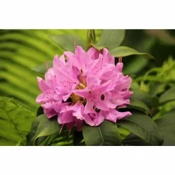 Online Orchards 1 Gal. PJM Compact Rhododendron Shrub Profuse Lavender Blossoms Light Up Across Green Foliage Very Cold Hardy -Online Orchards store online orchards bushes sbrh002 76 1000