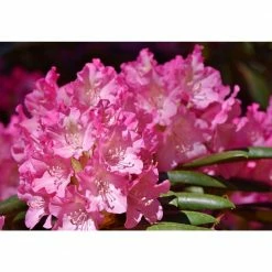 Online Orchards 1 Gal. PJM Compact Rhododendron Shrub Profuse Lavender Blossoms Light Up Across Green Foliage Very Cold Hardy -Online Orchards store online orchards bushes sbrh002 fa 1000