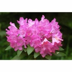 Online Orchards English Roseum Rhododendron Shrub Elegant Rose Pink Flowers Bloom in Large Bunches of 10 or More Cold Hardy -Online Orchards store online orchards bushes sbrh003 1f 1000