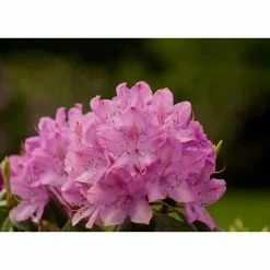 Online Orchards English Roseum Rhododendron Shrub Elegant Rose Pink Flowers Bloom in Large Bunches of 10 or More Cold Hardy -Online Orchards store online orchards bushes sbrh003 4f 1000