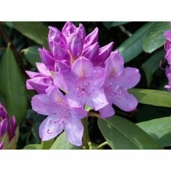 Online Orchards English Roseum Rhododendron Shrub Elegant Rose Pink Flowers Bloom in Large Bunches of 10 or More Cold Hardy -Online Orchards store online orchards bushes sbrh003 c3 1000