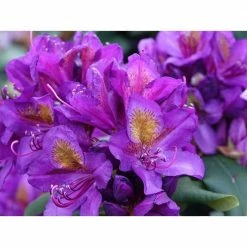 Online Orchards 1 Gal. Florence Parks Rhododendron Shrub Unique Violet Flowers Bloom in Huge Globeshaped Bunches -Online Orchards store online orchards bushes sbrh004 1f 1000