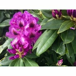 Online Orchards 1 Gal. Florence Parks Rhododendron Shrub Unique Violet Flowers Bloom in Huge Globeshaped Bunches -Online Orchards store online orchards bushes sbrh004 4f 1000