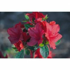 Online Orchards 1 Gal. Nova Zembla Rhododendron Shrub Vibrant Scarlet Blossoms Contrast Beautifully Against Glossy Evergreen Foliage -Online Orchards store online orchards bushes sbrh005 1f 1000