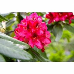 Online Orchards 1 Gal. Nova Zembla Rhododendron Shrub Vibrant Scarlet Blossoms Contrast Beautifully Against Glossy Evergreen Foliage -Online Orchards store online orchards bushes sbrh005 44 1000