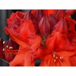 Online Orchards 1 Gal. Nova Zembla Rhododendron Shrub Vibrant Scarlet Blossoms Contrast Beautifully Against Glossy Evergreen Foliage
