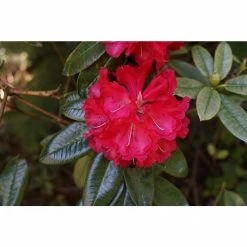 Online Orchards 1 Gal. Nova Zembla Rhododendron Shrub Vibrant Scarlet Blossoms Contrast Beautifully Against Glossy Evergreen Foliage -Online Orchards store online orchards bushes sbrh005 76 1000