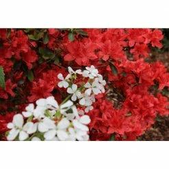 Online Orchards 1 Gal. Nova Zembla Rhododendron Shrub Vibrant Scarlet Blossoms Contrast Beautifully Against Glossy Evergreen Foliage -Online Orchards store online orchards bushes sbrh005 c3 1000