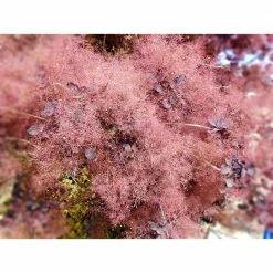 Online Orchards 1 Gal. Royal Purple Smokebush Shrub Colorful Plumes Rising Out of Foliage Provide a Rare and Dramatic Smokey Effect -Online Orchards store online orchards bushes sbsb001 44 1000
