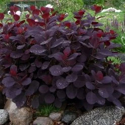 Online Orchards 1 Gal. Royal Purple Smokebush Shrub Colorful Plumes Rising Out of Foliage Provide a Rare and Dramatic Smokey Effect -Online Orchards store online orchards bushes sbsb001 4f 1000
