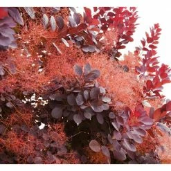 Online Orchards 1 Gal. Royal Purple Smokebush Shrub Colorful Plumes Rising Out of Foliage Provide a Rare and Dramatic Smokey Effect
