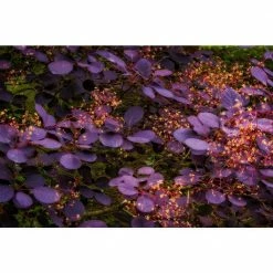 Online Orchards 1 Gal. Royal Purple Smokebush Shrub Colorful Plumes Rising Out of Foliage Provide a Rare and Dramatic Smokey Effect -Online Orchards store online orchards bushes sbsb001 fa 1000