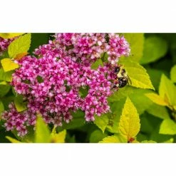 Online Orchards 1 Gal. Goldflame Spirea Shrub Neon Yellow Foliage Clashes Beautifully Against Bright Red Flowers -Online Orchards store online orchards bushes sbsp001 1f 1000
