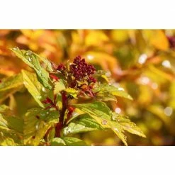 Online Orchards 1 Gal. Goldflame Spirea Shrub Neon Yellow Foliage Clashes Beautifully Against Bright Red Flowers -Online Orchards store online orchards bushes sbsp001 44 1000